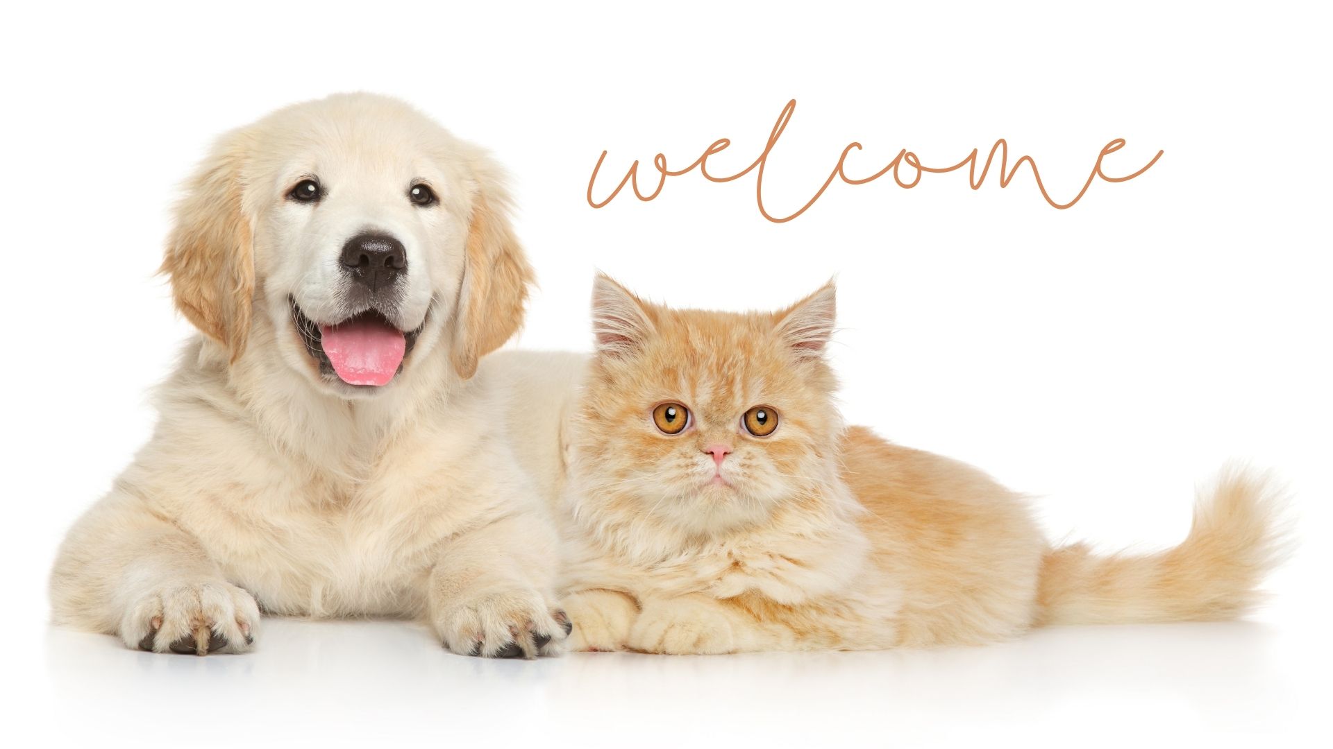 Tail Friend – Find Pet Friends, Playmates & Services Near You | Connect Pet Lovers